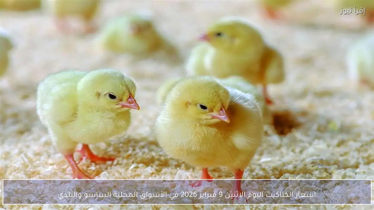 اسعار الكتاكيت اليوم الاثنين 9 فبراير 2026 في الأسواق المحلية الساسو والبلدي