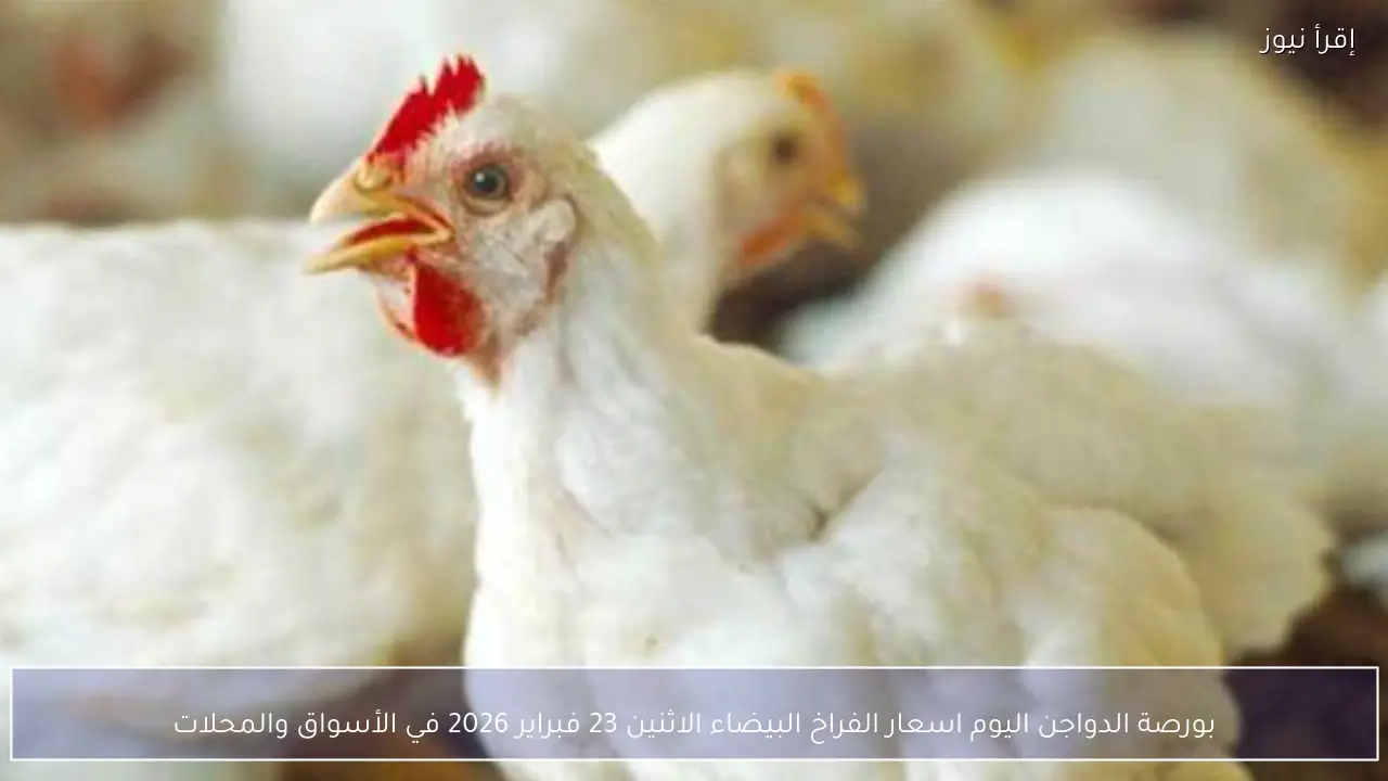 بورصة الدواجن اليوم اسعار الفراخ البيضاء الاثنين 23 فبراير 2026 في الأسواق والمحلات