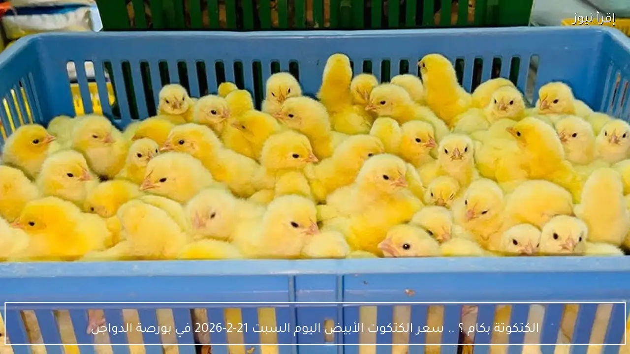الكتكوتة بكام ؟ .. سعر الكتكوت الأبيض اليوم السبت 21-2-2026 في بورصة الدواجن