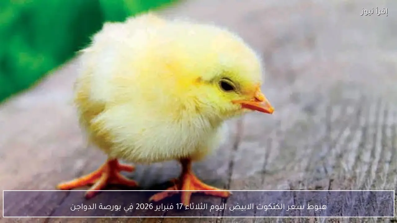 هبوط سعر الكتكوت الابيض اليوم الثلاثاء 17 فبراير 2026 في بورصة الدواجن