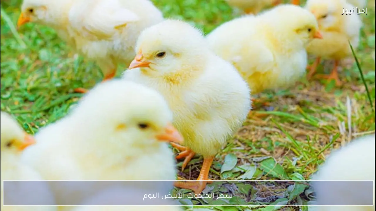 سعر الكتكوت الابيض اليوم الأحد 22 فبراير 2026 هل يرتفع مع زيادة الطلب؟