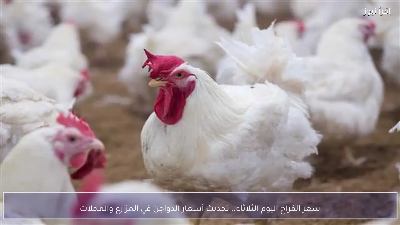 سعر الفراخ اليوم الثلاثاء.. تحديث أسعار الدواجن في المزارع والمحلات
