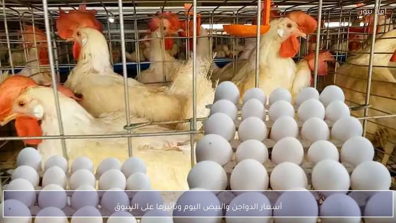 أسعار الدواجن والبيض اليوم وتأثيرها على السوق