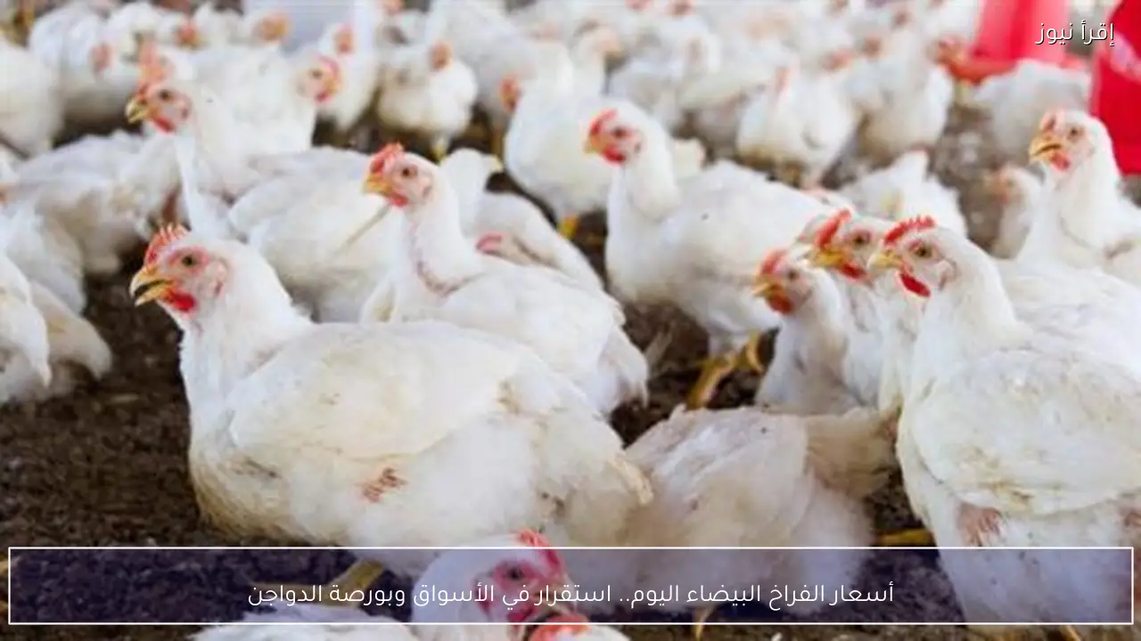 أسعار الفراخ البيضاء اليوم.. استقرار في الأسواق وبورصة الدواجن