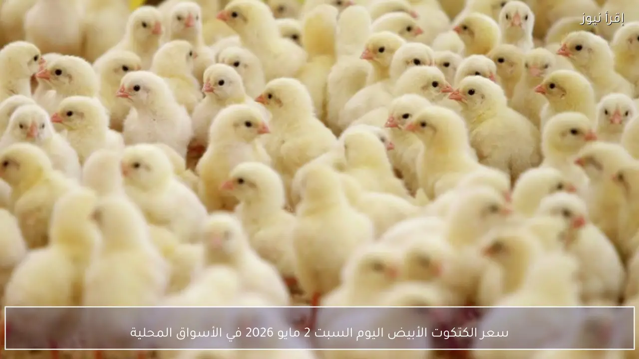 سعر الكتكوت الأبيض اليوم السبت 2 مايو 2026 في الأسواق المحلية