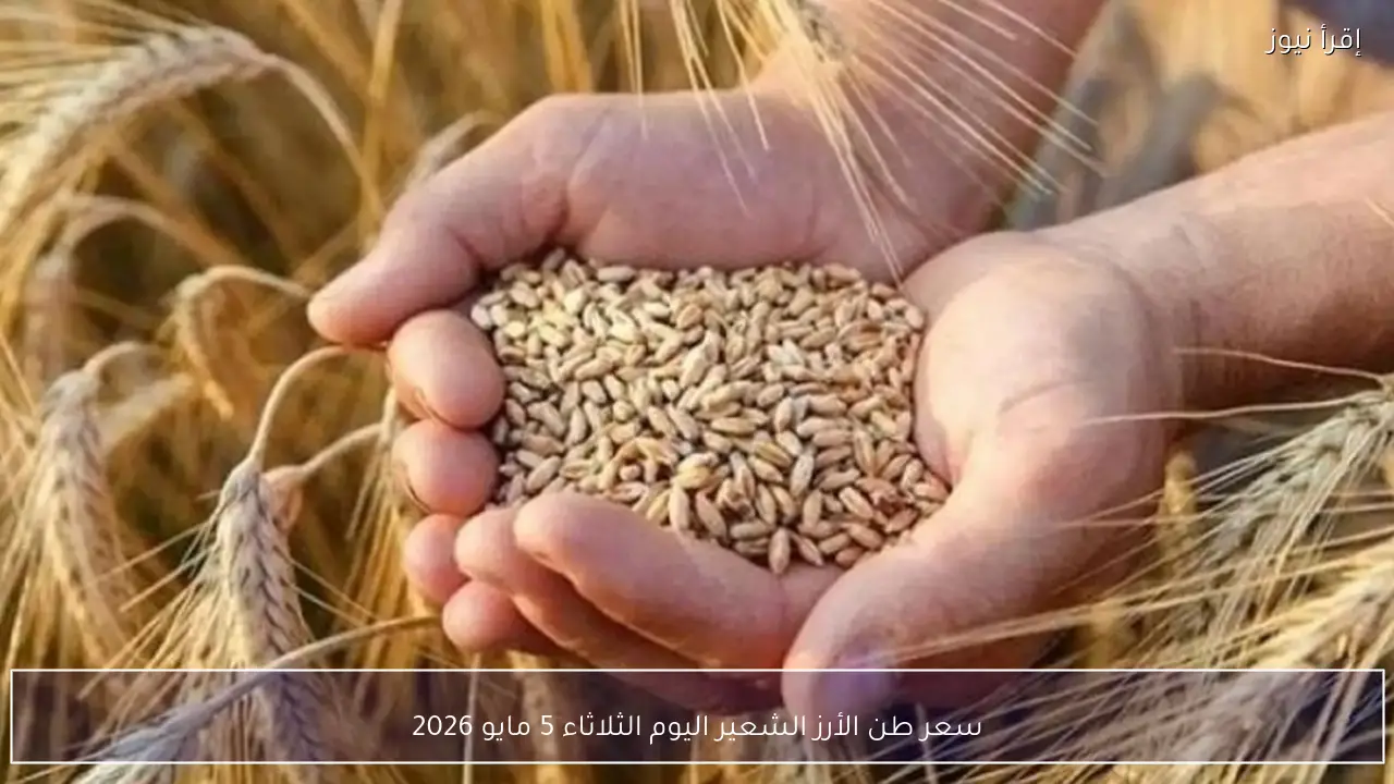 سعر طن الأرز الشعير اليوم الثلاثاء 5 مايو 2026 في الأسواق المحلية