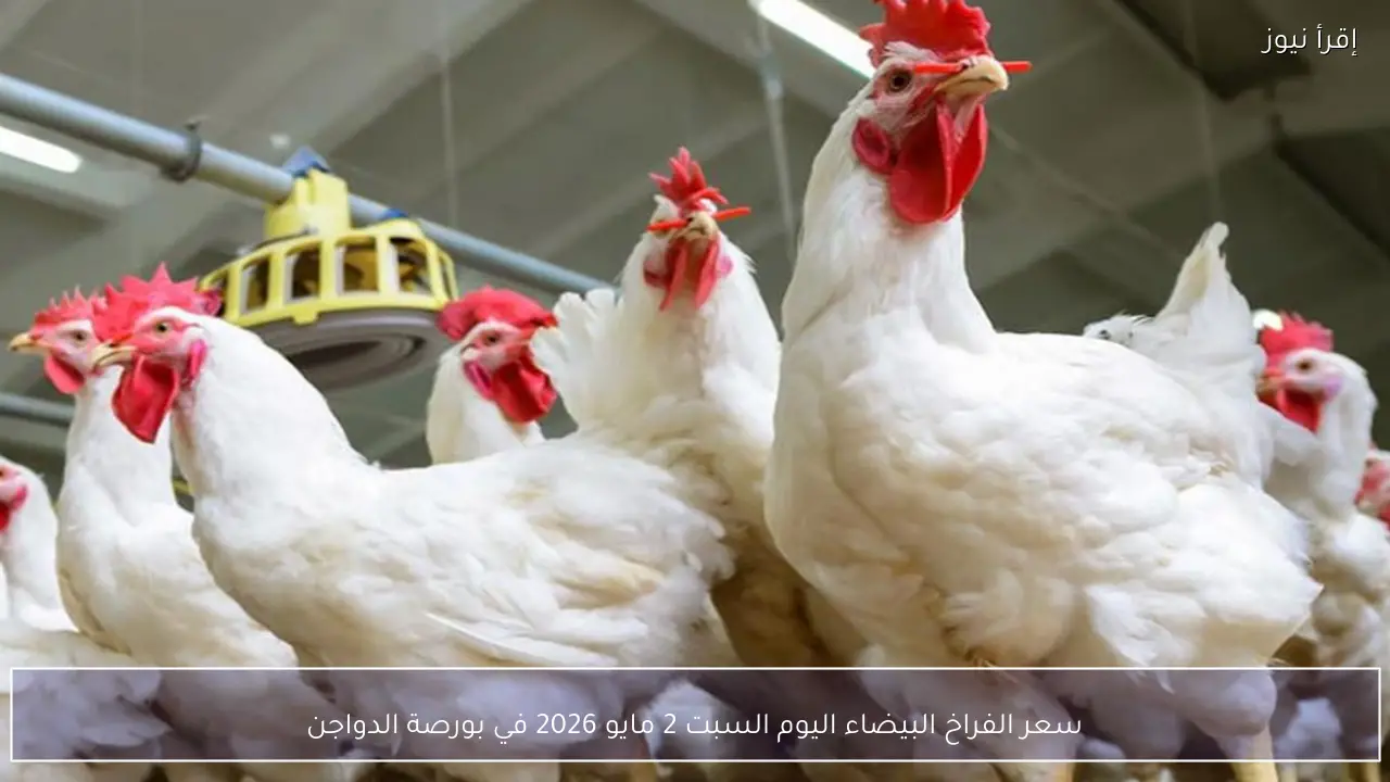 سعر الفراخ البيضاء اليوم السبت 2 مايو 2026 في بورصة الدواجن
