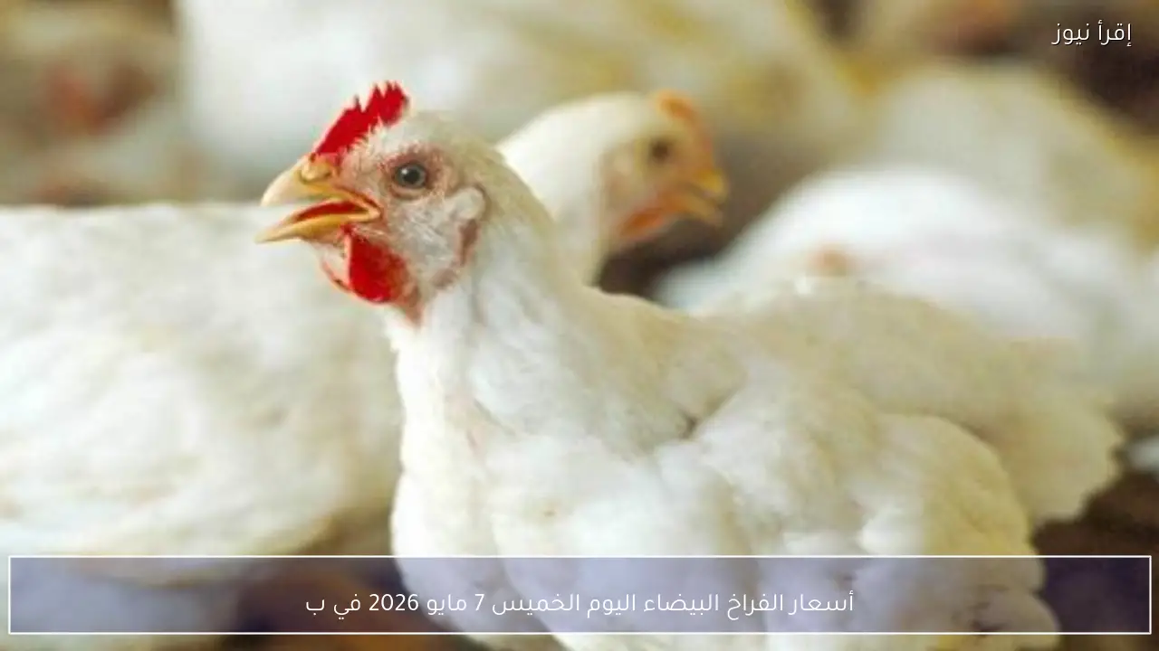 أسعار الفراخ البيضاء اليوم الخميس 7 مايو 2026 في بورصة الدواجن
