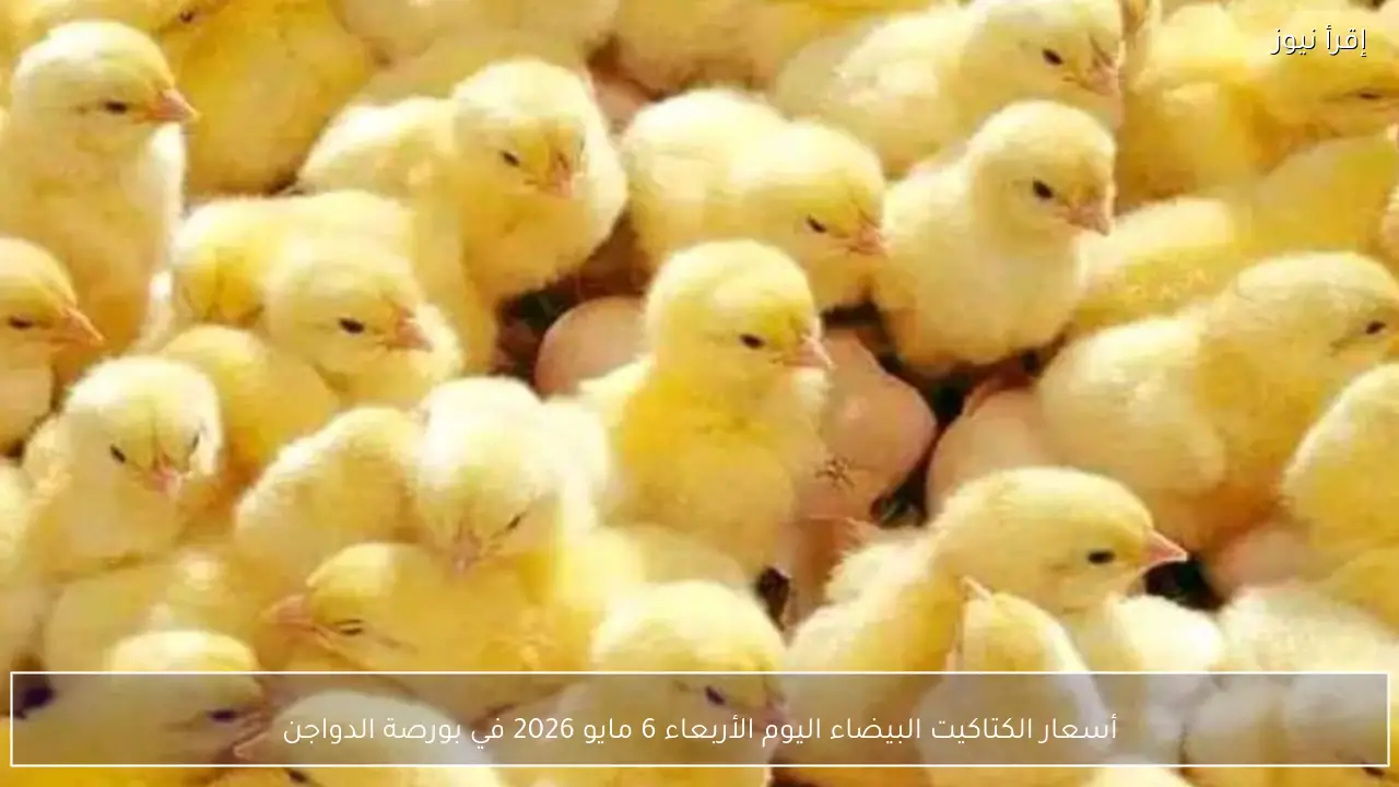 أسعار الكتاكيت البيضاء اليوم الأربعاء 6 مايو 2026 في بورصة الدواجن