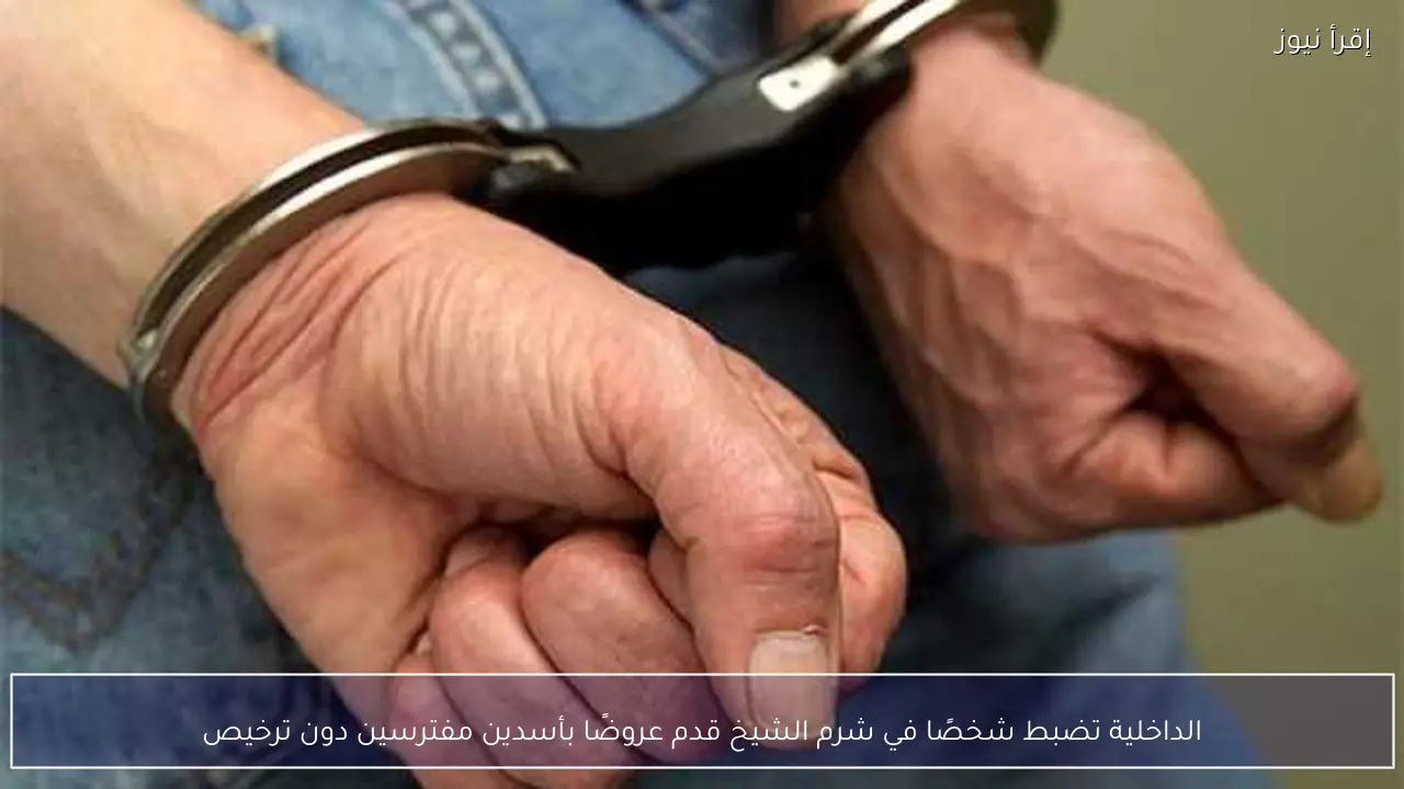 الداخلية تضبط شخصًا في شرم الشيخ قدم عروضًا بأسدين مفترسين دون ترخيص